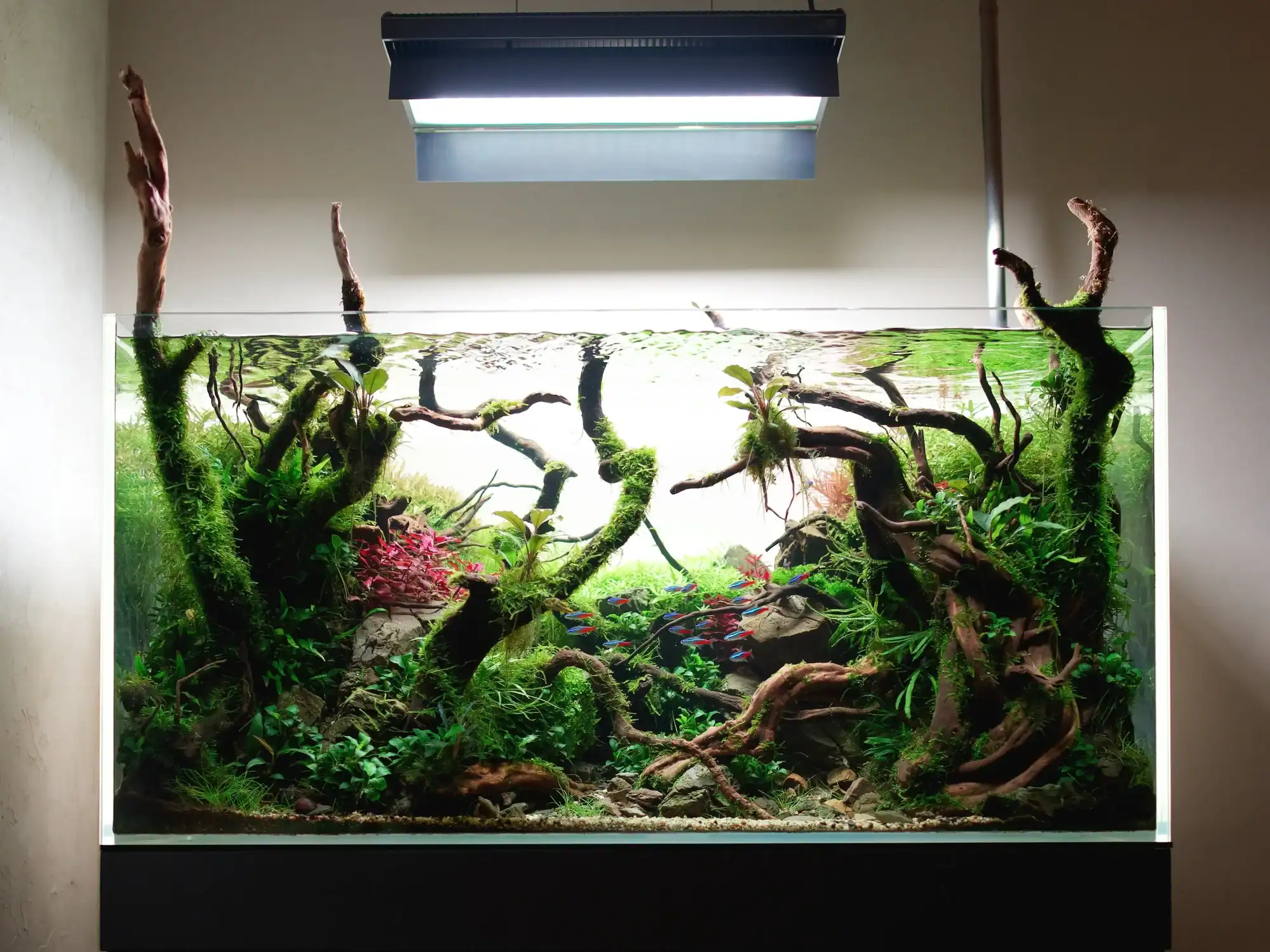 Custom aquascape aquarium design inspired by natural landscapes in Dubai