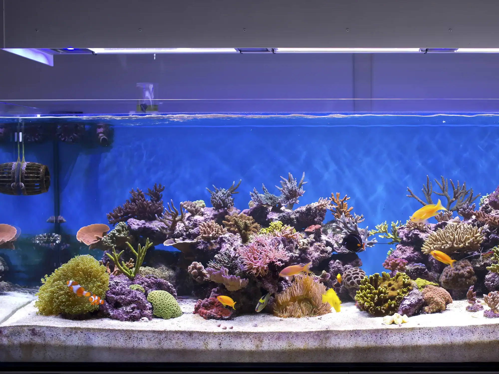 Saltwater reef aquarium system with live corals installed in Dubai