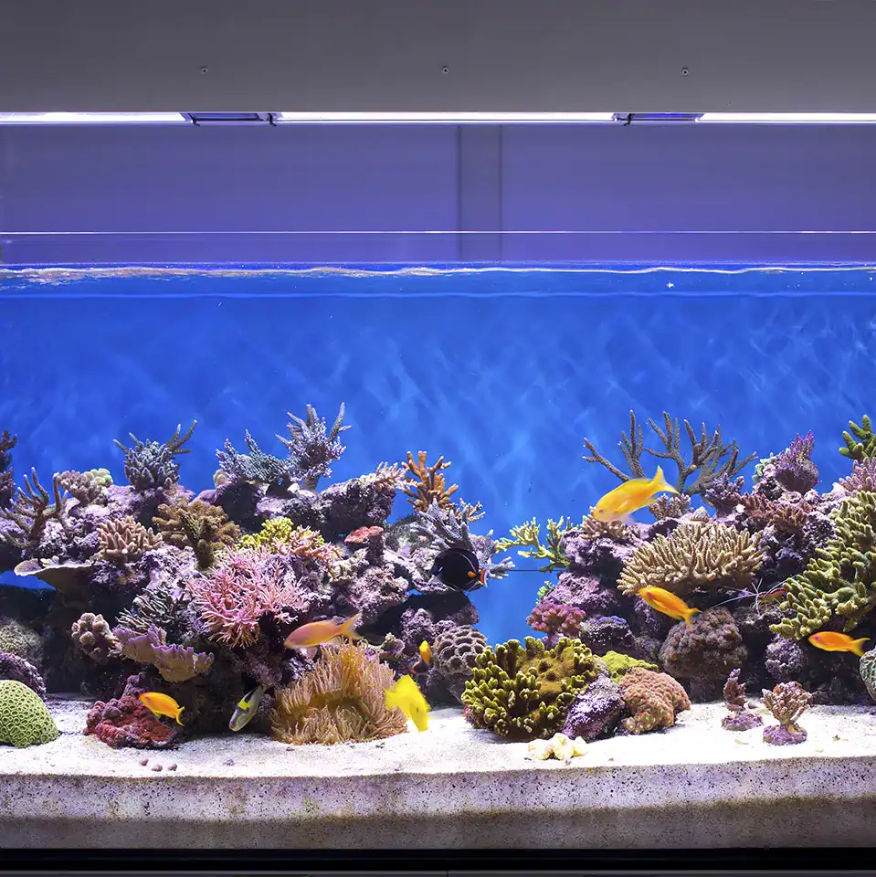 Saltwater reef aquarium with live corals and tropical fish