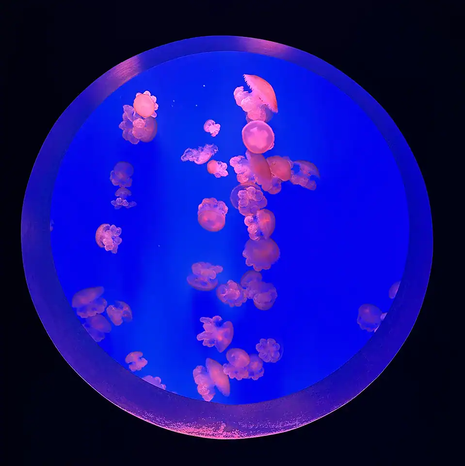 Circular jellyfish aquarium with ambient blue lighting