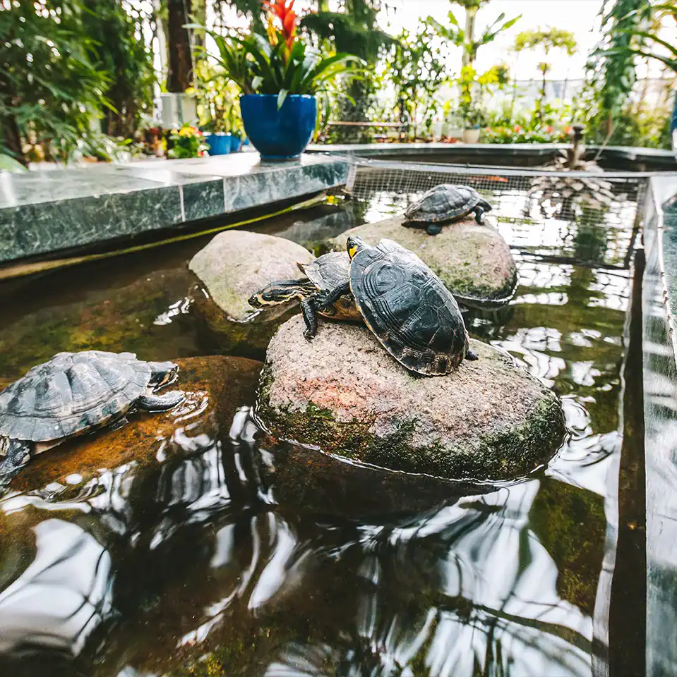 Natural turtle pond aquarium design with rocks and shallow water