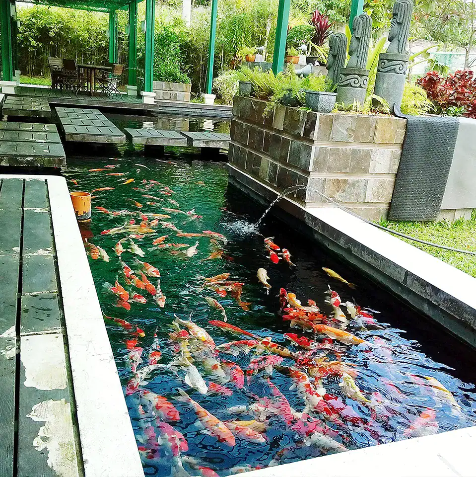 Outdoor koi pond aquarium with natural landscaping design