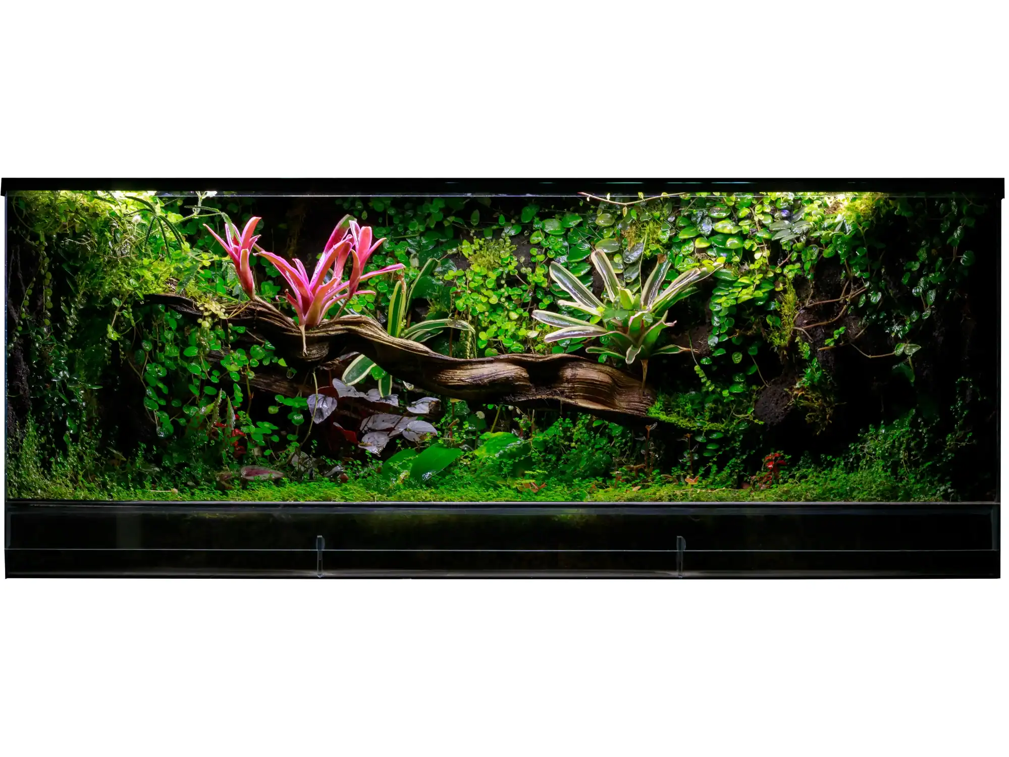 Lush terrarium enclosure designed for plants and reptiles in UAE