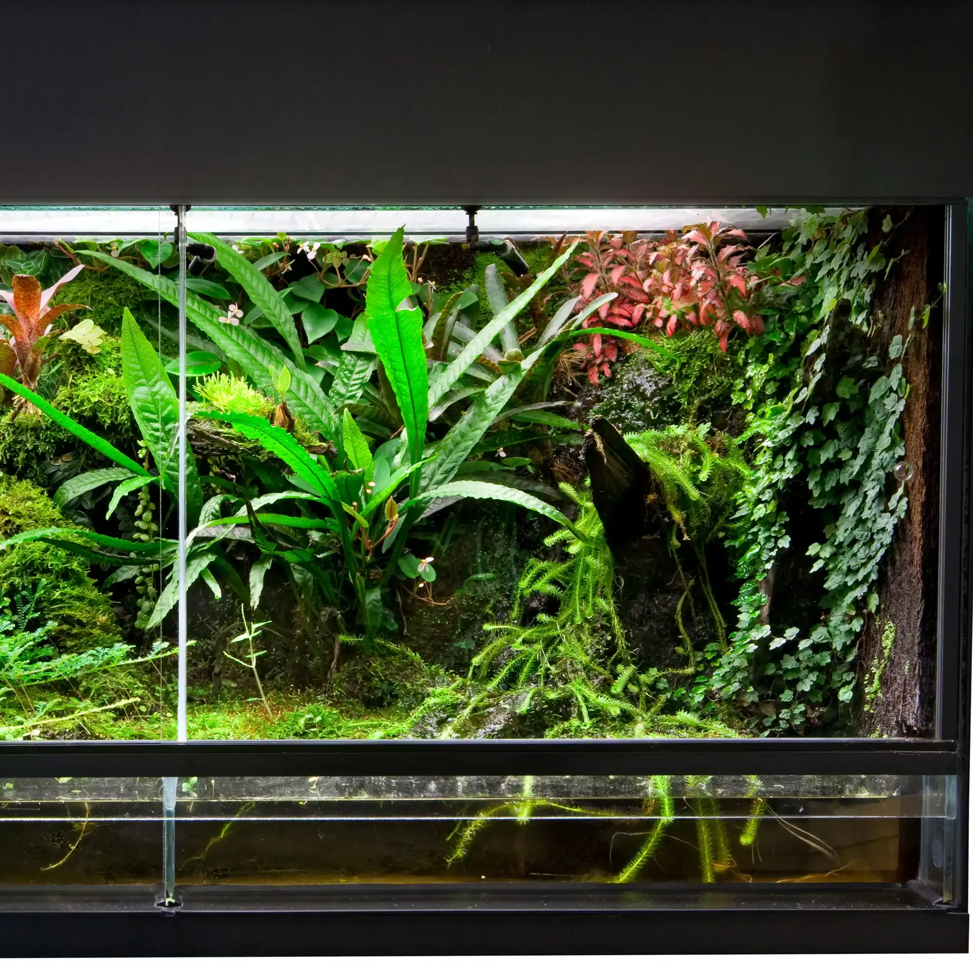 Nature inspired aquascape aquarium design with plants layout in Dubai