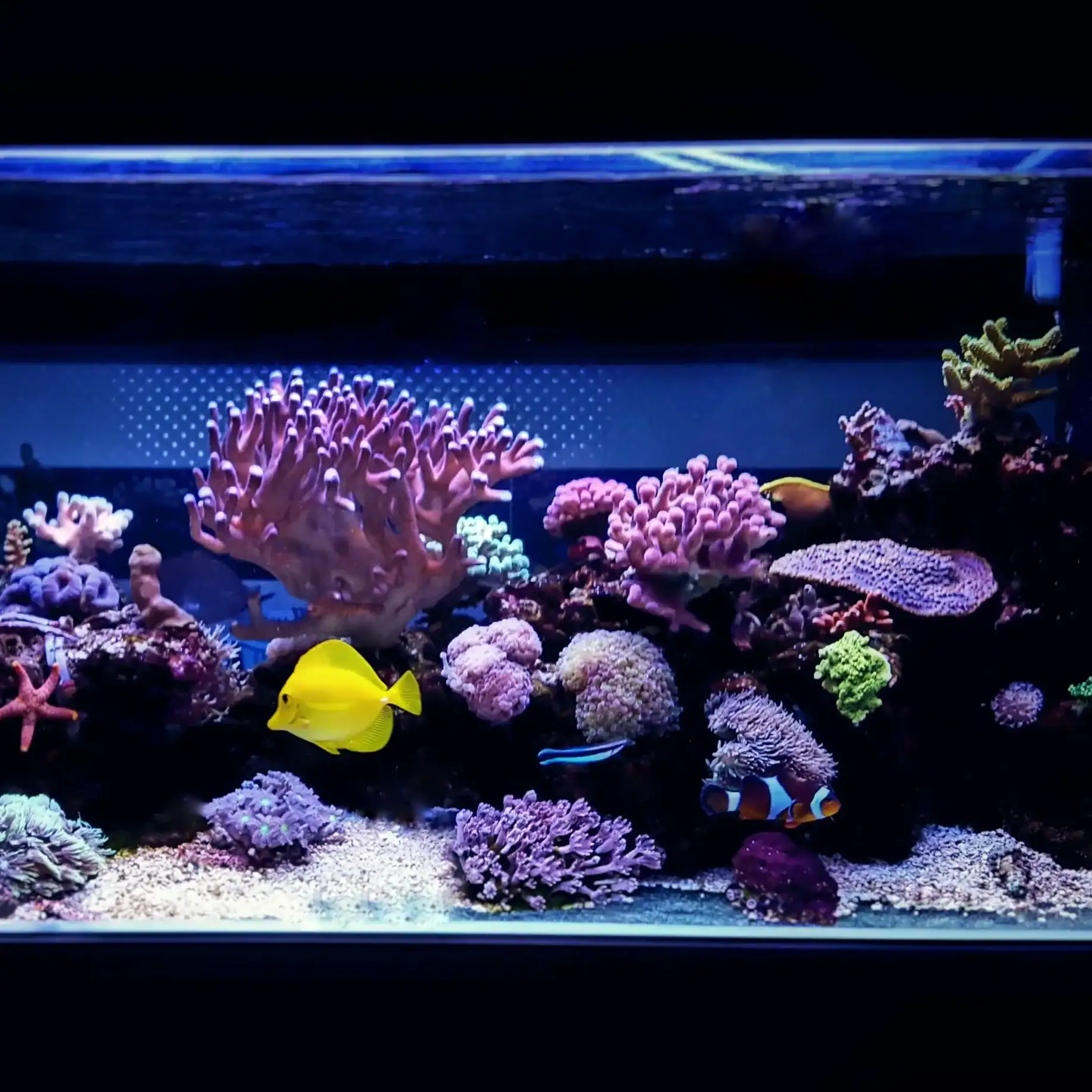 Natural design aquarium showcasing biodiversity and organic composition in UAE