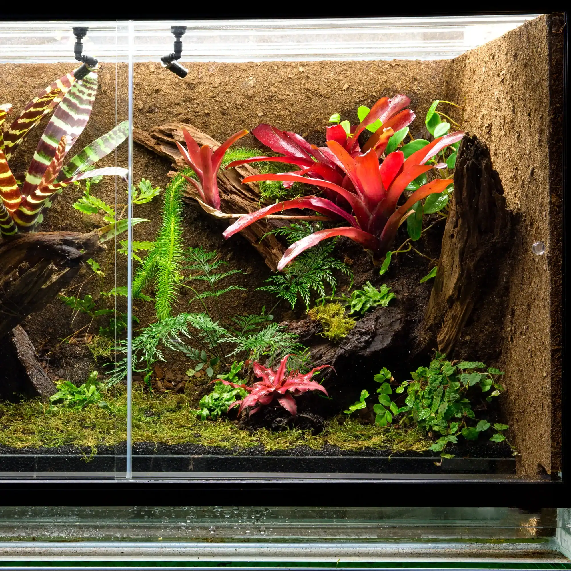 Custom natural aquarium design inspired by forest and river environments in UAE
