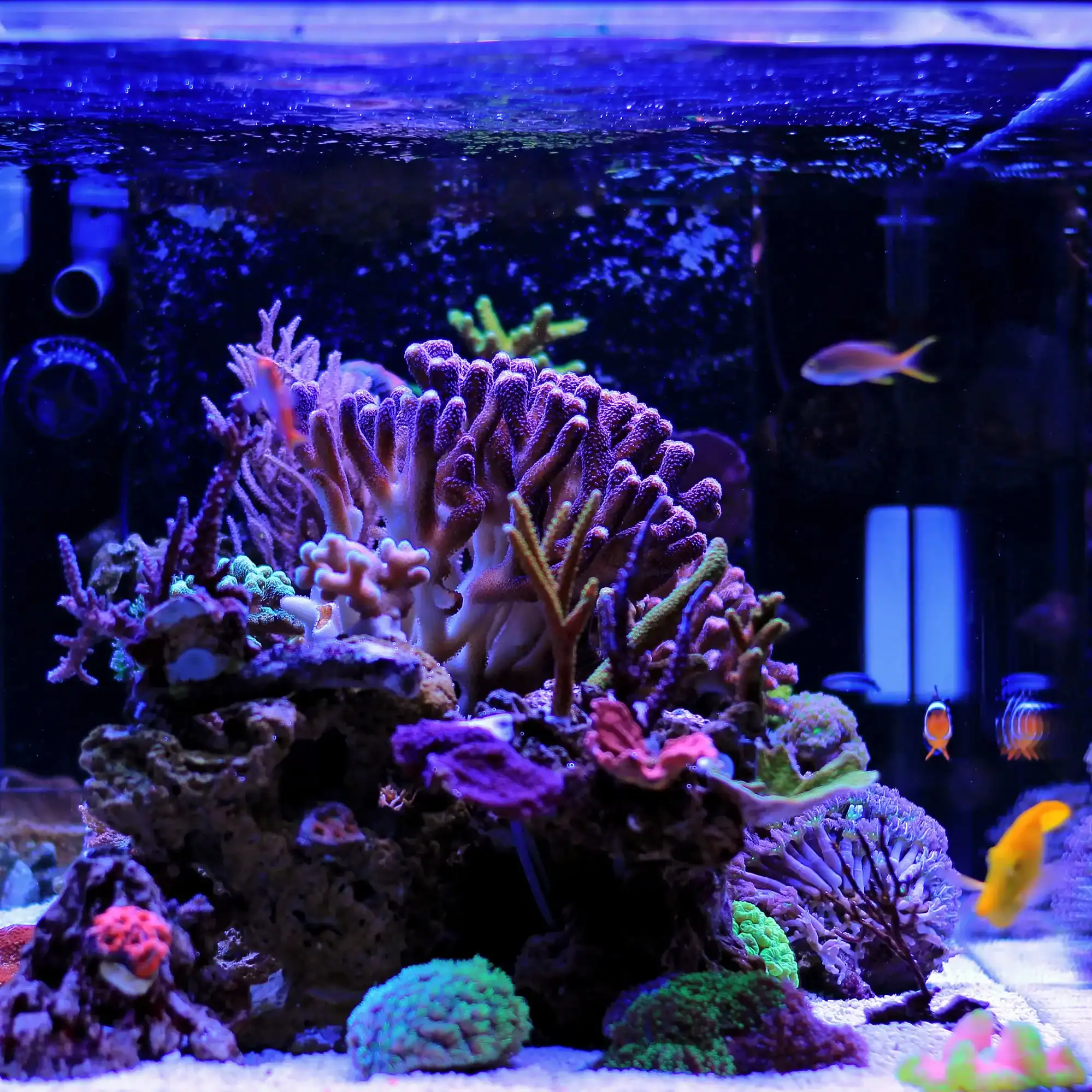 Custom aquascape aquarium with moss covered stones and driftwood in Dubai