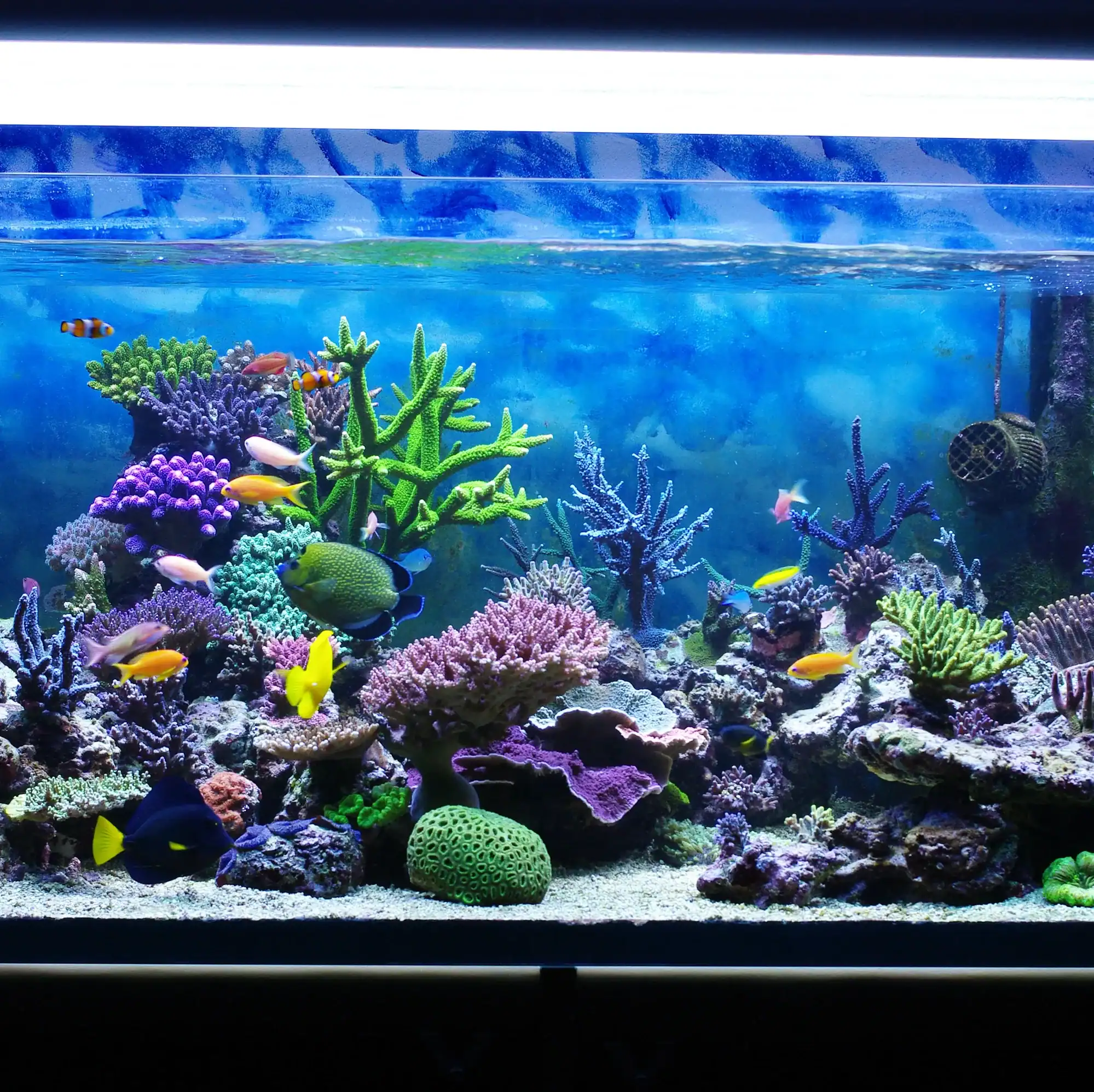 Minimalist aquascaping tank designed with natural depth and contrast in UAE