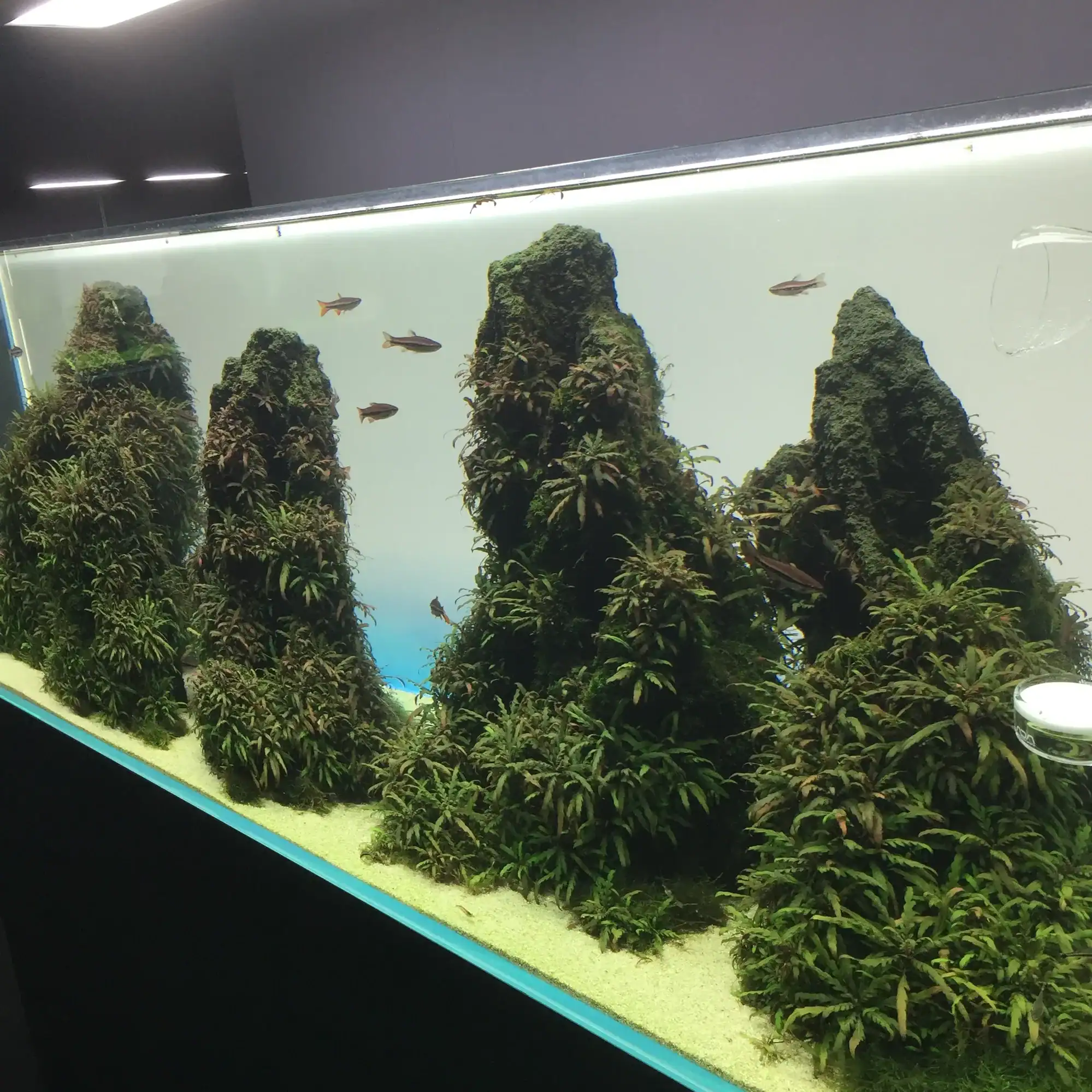 Aquascape and Natural Design