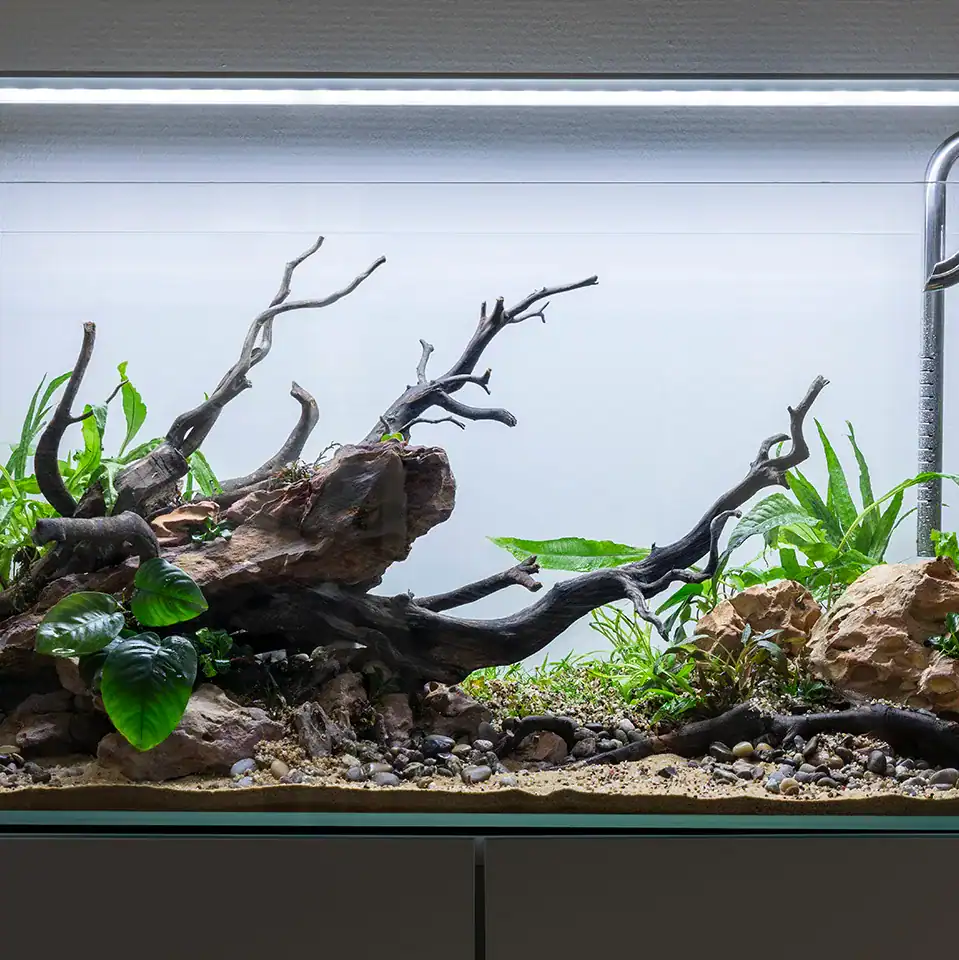Artistic aquascape aquarium featuring layered rocks and aquatic plants in Dubai